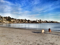 Shot yesterday by moi. Gonzales Beach, where the doggies will frolic. 